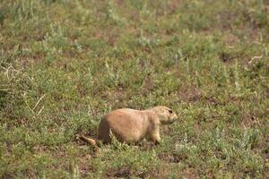 très mignonne prairie chien sur une prairie photo