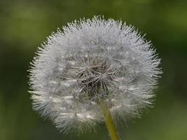 macro photographie de pissenlit dans les environs d'almansa, espagne. photo