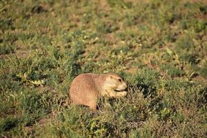 mignonne peu prairie chien en mangeant herbes photo