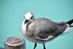 à la recherche dans le visage de une en riant mouette photo