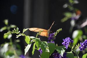 proche en haut de une flamme papillon sur une fleur photo