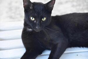 soyeux noir chat avec perçant Jaune yeux photo