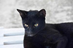tranchant Jaune yeux sur une noir chat photo