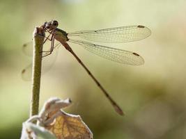 Demoiselle dans certains buissons, près d'Almansa, Espagne photo