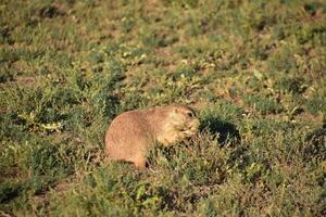 faim prairie chien grignoter sur mauvaises herbes et herbes photo