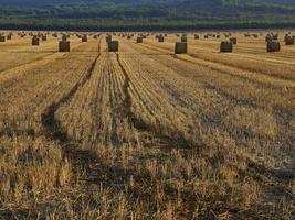 bottes de paille dans un champ de céréales tôt le matin, almansa, espagne photo