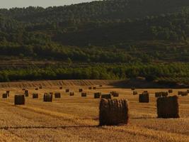 bottes de paille dans un champ de céréales tôt le matin, almansa, espagne photo