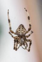 araneus diadème 4 photo