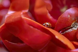 coccinelle sur tomate pelures photo