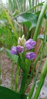 photo de l'eau jacinthe fleurs avec herbe Contexte