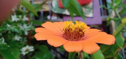 photo de fleurs avec feuillage Contexte