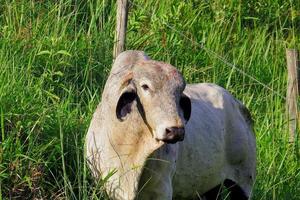 gros plan de boeuf blanc paissant sur un champ vert dans la zone agricole. production agricole de bovins photo