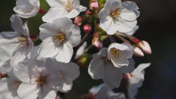 fleurs de cerisier blanches. Arbres sakura en pleine floraison à meguro ward tokyo japon photo