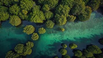 un aérien vue de une groupe de des arbres dans le océan photo