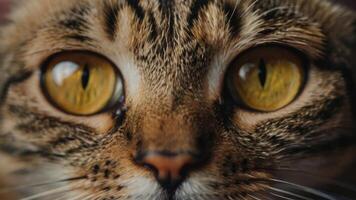 proche en haut de une chats yeux photo