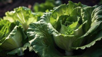 une proche en haut de salade croissance dans une champ photo