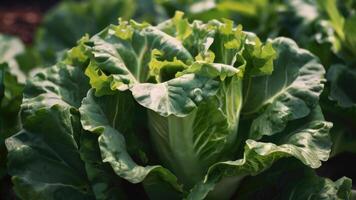 une proche en haut de salade croissance dans une champ photo