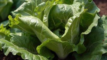 une proche en haut de salade croissance dans une champ photo