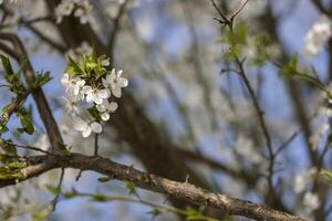 proche en haut de blanc fleurs sur une arbre photo