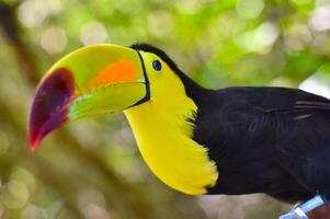 proche en haut portrait de une toucan photo