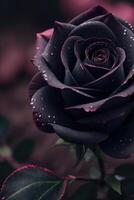 une noir Rose avec violet pétales photo