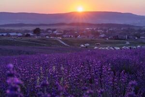 lavande fleur champ. violet lavande champ sanset proche en haut. lavande fleurs dans pastel couleurs à brouiller Contexte. la nature Contexte avec lavande dans le champ. photo