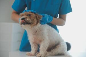 fermer coup de vétérinaire mains vérification chien par stéthoscope dans vétérinaire clinique photo