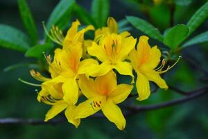 Jaune rhododendron fleur dans floraison. photo