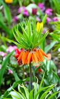 cette est une proche en haut vue de le couronne impérial lis floraison. photo