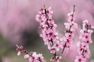 une pêche fleurit dans le printemps jardin. magnifique brillant pâle rose Contexte. une floraison arbre branche dans sélectif se concentrer. une rêveur romantique image de printemps. atmosphérique Naturel Contexte photo