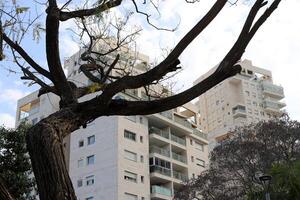 bâtiments et les structures dans tel aviv contre le Contexte de branches et feuilles de grand des arbres. photo