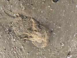 méduse carcasses sur le marron plage photo