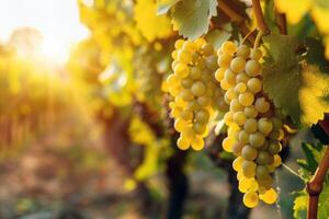 luxuriant vignoble baigné dans lumière du soleil avec mûr fruit attendre à être récolté dans le de pointe de été photo