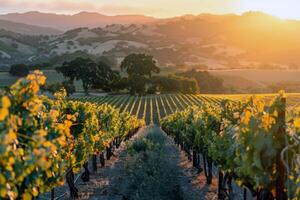 luxuriant vignoble baigné dans lumière du soleil avec mûr fruit attendre à être récolté dans le de pointe de été photo