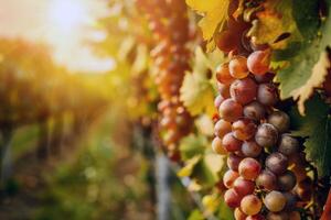 luxuriant vignoble baigné dans lumière du soleil avec mûr fruit attendre à être récolté dans le de pointe de été photo