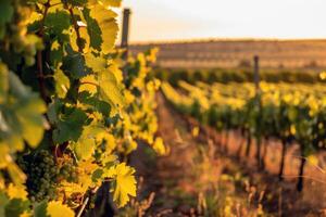 luxuriant vignoble baigné dans lumière du soleil avec mûr fruit attendre à être récolté dans le de pointe de été photo