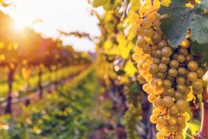 luxuriant vignoble baigné dans lumière du soleil avec mûr fruit attendre à être récolté dans le de pointe de été photo