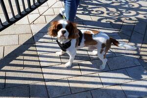 une chien sur une marcher dans une ville parc sur le rivages de le méditerranéen mer. photo