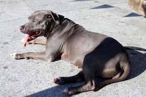 une chien sur une marcher dans une ville parc sur le rivages de le méditerranéen mer. photo