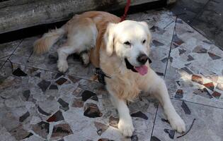 une chien sur une marcher dans une ville parc sur le rivages de le méditerranéen mer. photo