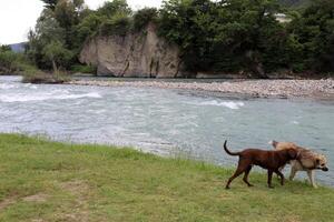 une chien sur une marcher dans une ville parc sur le rivages de le méditerranéen mer. photo