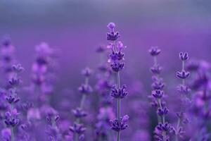 lavande fleur champ. violet lavande champ sanset proche en haut. lavande fleurs dans pastel couleurs à brouiller Contexte. la nature Contexte avec lavande dans le champ. photo