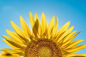 moitié de une tournesol fleur contre une bleu ciel. le Soleil brille par le Jaune pétales. agricole cultivation de tournesol pour cuisine huile. photo