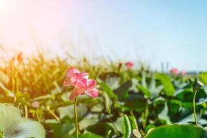 une rose lotus fleur se balance dans le vent. contre le Contexte de leur vert feuilles. lotus champ sur le Lac dans Naturel environnement. photo