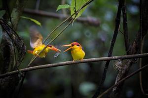 oiseau martin-pêcheur à dos noir dans le parc national de kaeng krachan en thaïlande. photo