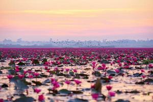 incroyable fleur de lotus rouge de thaïlande sur le lac à udon thani photo