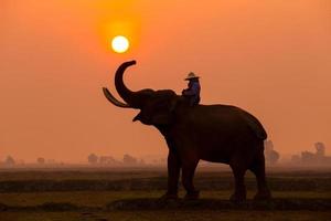 éléphant de silhouette au coucher du soleil. photo