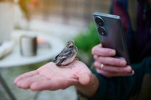 fermer coup de une petit bébé oiseau séance sur le paume de main de une homme en utilisant mobile téléphone pour capturer photo, prise image de peu oiseau photo