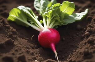 ferme Frais un radis sur mensonges sur le sol. concept de croissance Naturel des légumes. éco-produits. photo