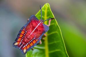 puanteur de longane sur feuille photo